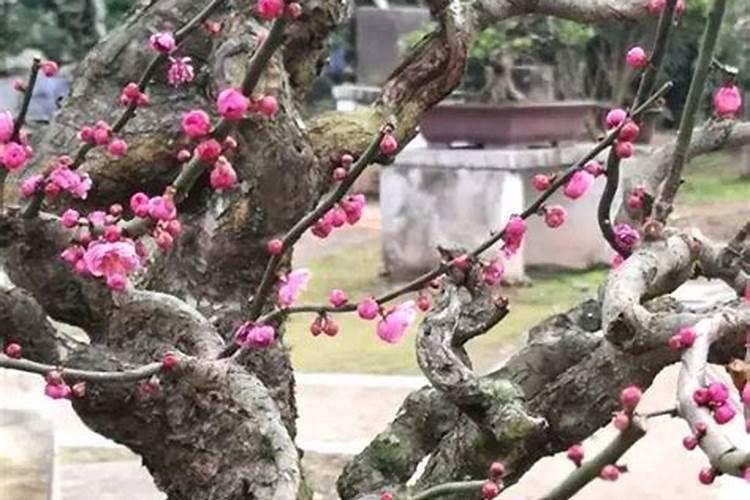 梅花可以施用速效磷钾肥吗,需要注意什么？