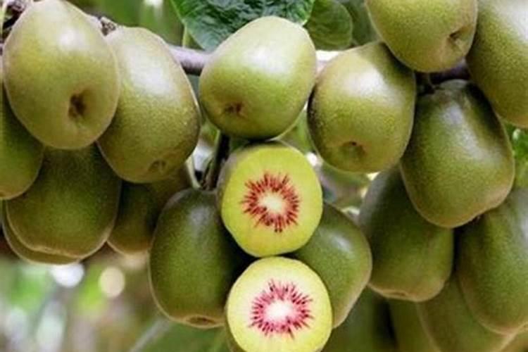 猕猴桃苗的种植技术