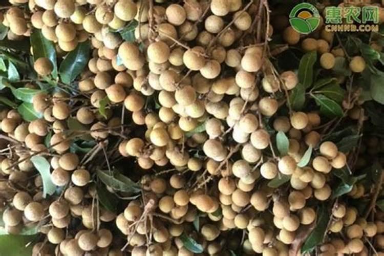 龙眼树种植技术和施肥方法