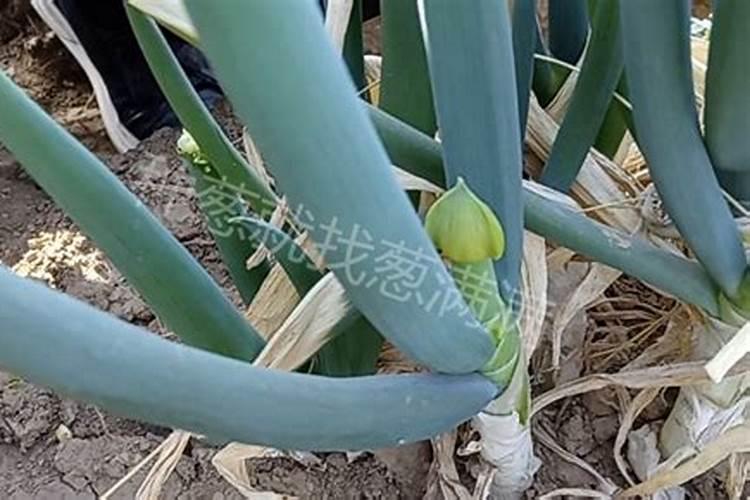 施肥过量烧花了,教你简单的哪几招,可能会起死回生？