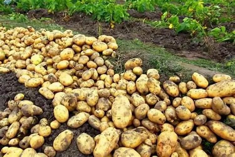 土豆开花后施什么肥料能提高产量