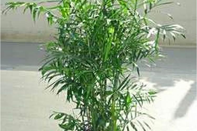 绿萝植物种植在土壤施什么肥料效果最佳？