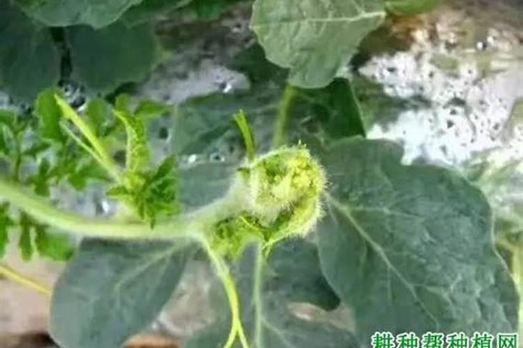 西瓜膨瓜期追肥过多会不会引起裂瓜