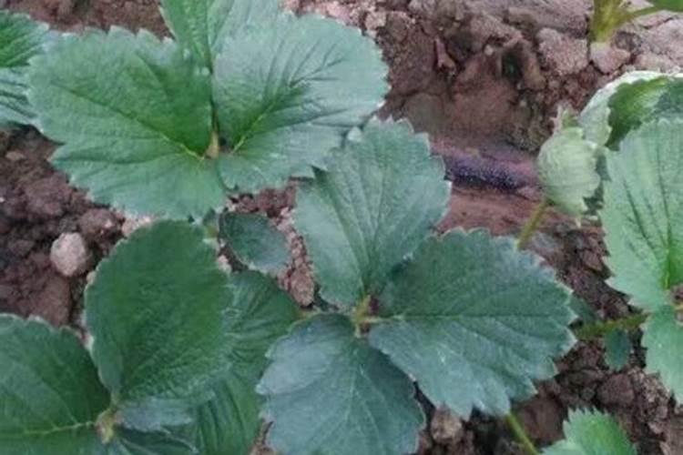种草莓用什么肥料好 种草莓应该用什么肥料