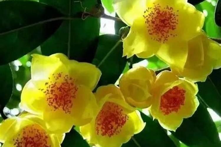 金花茶施什么肥最好