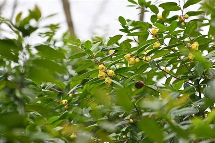 怎么样种植金花茶树？种植金花茶要注意什么问题啊~？