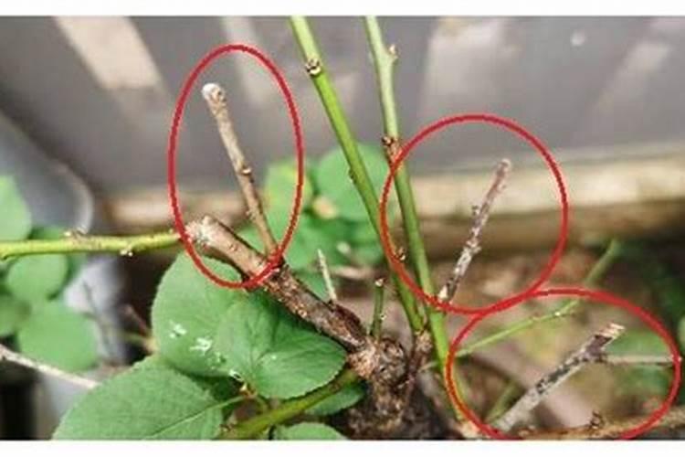 葡萄浇水时施氮肥过多过近出现下部叶子干枯怎样补救