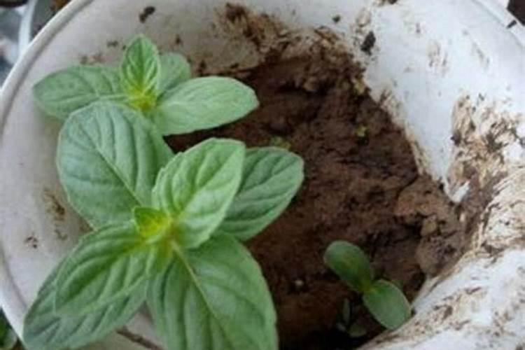 薄荷施肥后烧苗怎么解救