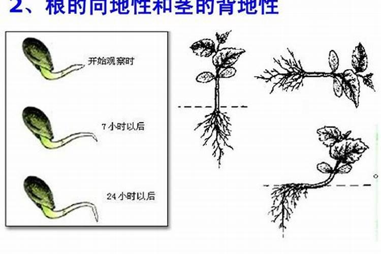 生根粉可以浇土里吗