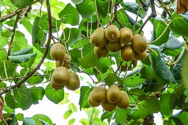 玉米七八个叶子能打除草剂吗