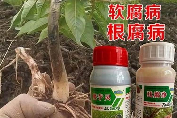 魔芋瘟用什么药