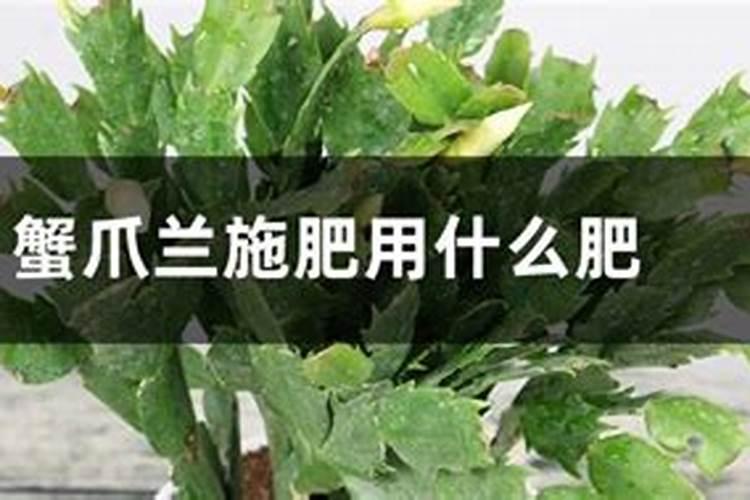 入冬蟹爪兰,做好“4大胆”,叶片杠杠厚,挤满“蝴蝶花”