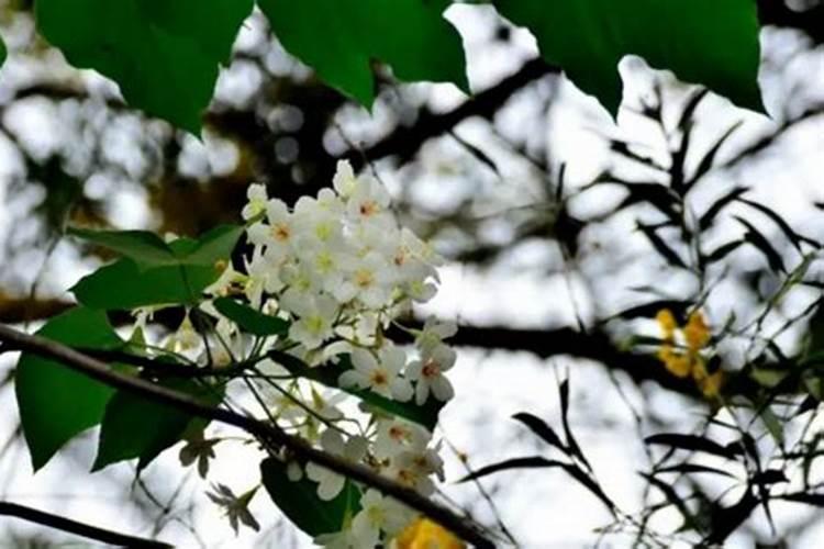 红小豆开花时能追肥吗