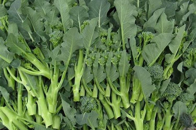 西兰花等部分蔬菜无头