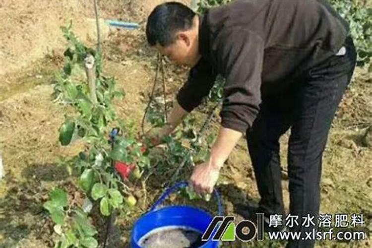 家庭养花最简单的肥料配方  液体肥料配方