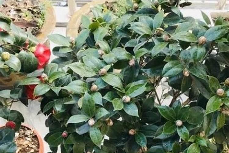 茶花树施什么肥料最好