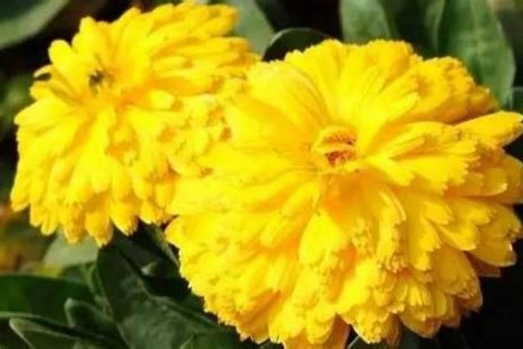 如何养菊花又矮又壮
