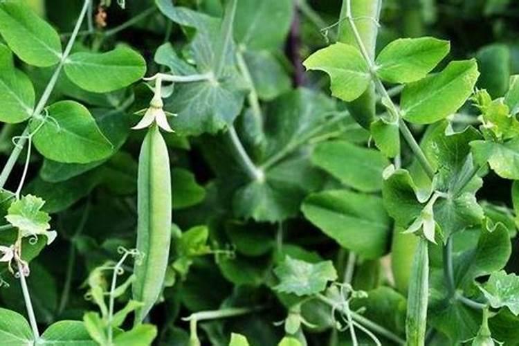 种植蜿豆磷肥过量有什么为害？