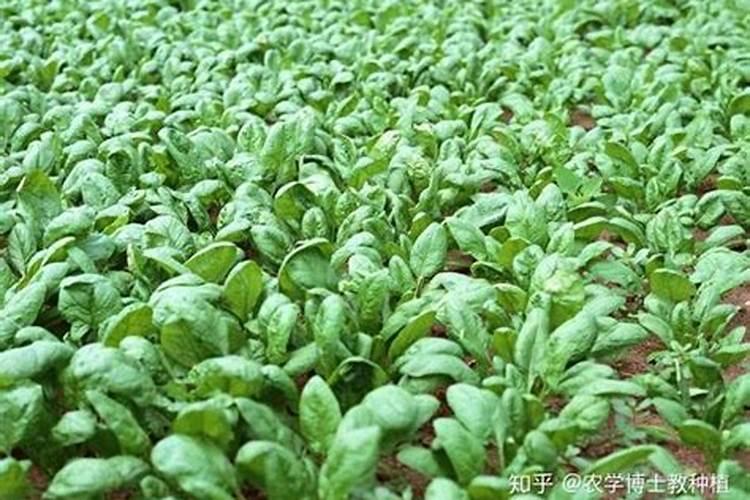 种菠菜什么肥料不能施