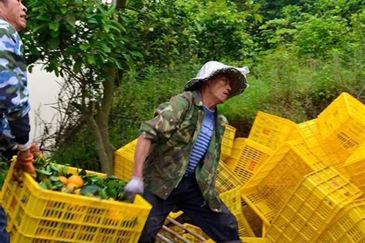 柑橘树洪涝会的影响及挽救措施