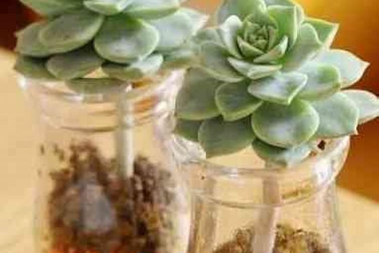 ...轻松自制多肉肥料——在家制作多肉植物专用肥料攻略)