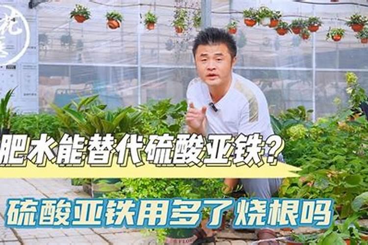 硫酸亚铁可以浇黄瓜吗