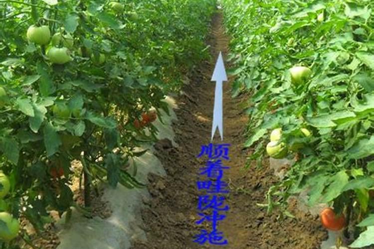 如何使用蔬菜冲施肥的使用方法