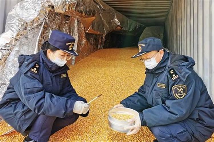 玉米喷叶面肥会增产吗 什么时候喷施效果好