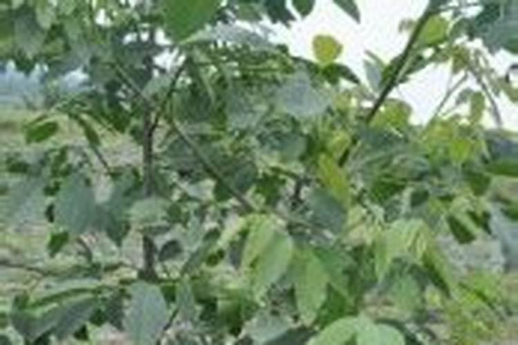 核桃树什么时候施肥