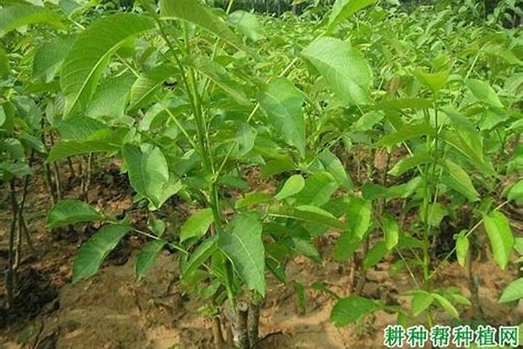 核桃幼苗时能施肥吗？