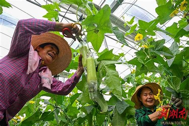 丝瓜打什么药才高产