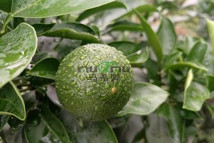 怎样防治柑橘缺磷症？