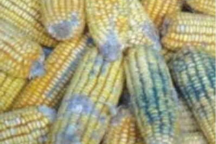 大樱桃秋季施肥用豆子和玉米,粉碎后当肥料能行吗？