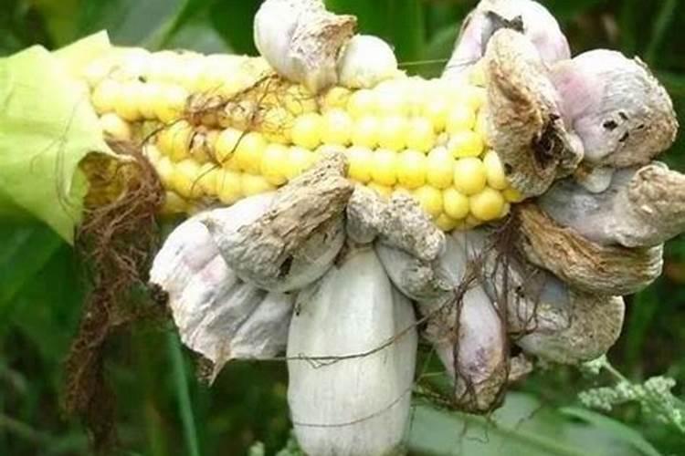 八月桂花树怎么养才长得好呢 八月桂花树的养殖方法