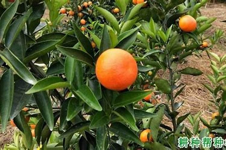 柑橘着色,用什么叶面肥效果好？