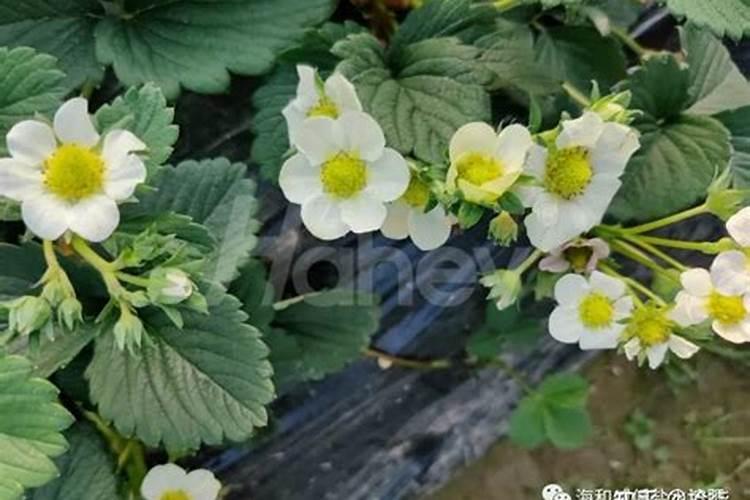 草莓要施什么肥料