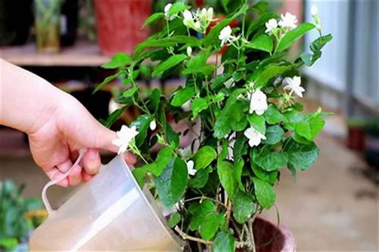 不含钾和磷的水果和蔬菜