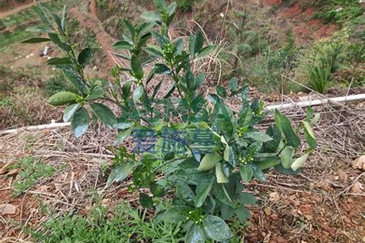 果树全年都使用水溶肥可以吗