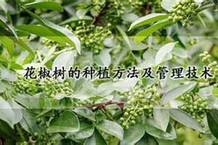 花椒底施什么肥好 如何施肥与管理