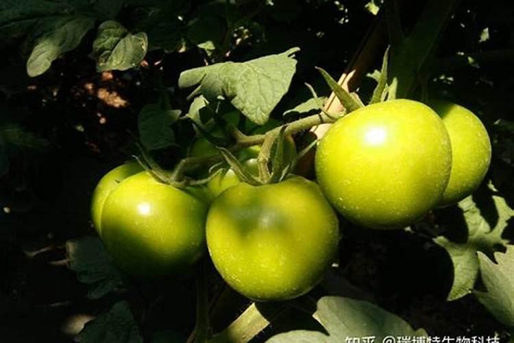 西红柿的种植用什么肥料好