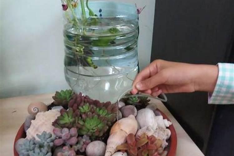 月季用什么肥料最好最旺