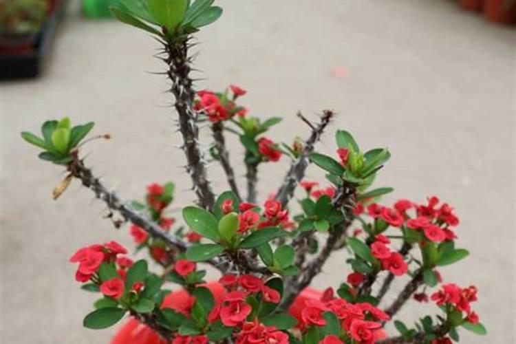 虎刺梅怎么施肥