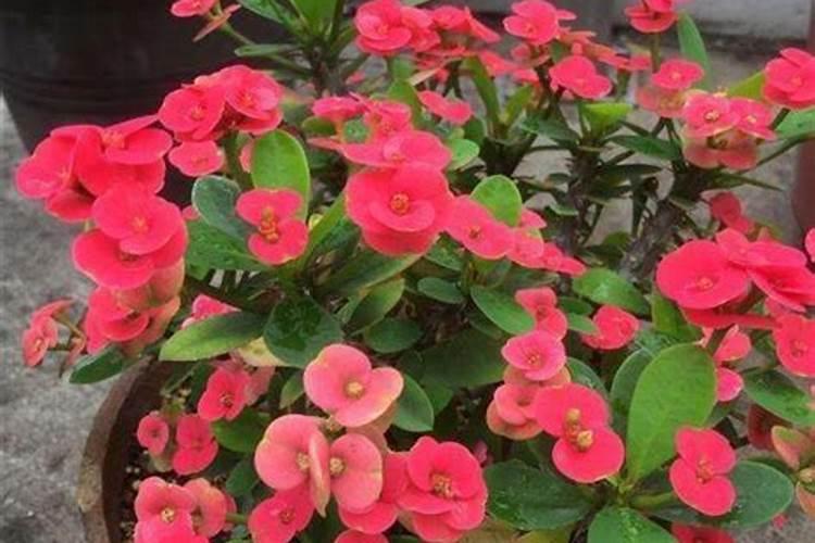 虎刺梅开花期可以施肥吗