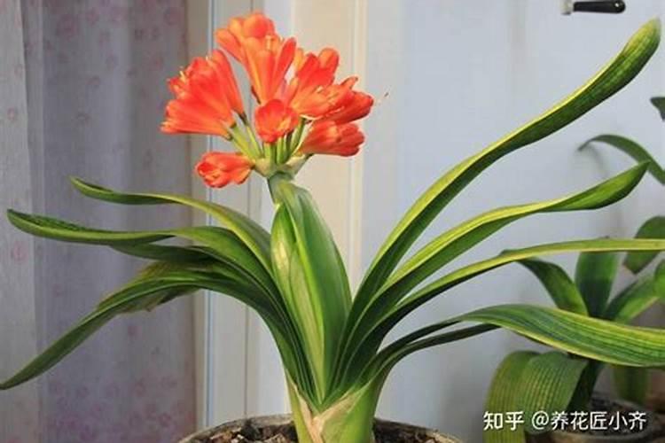 君子兰施什么肥容易开花