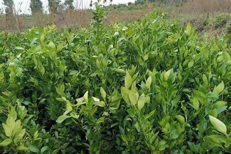 沃柑一年施肥方案