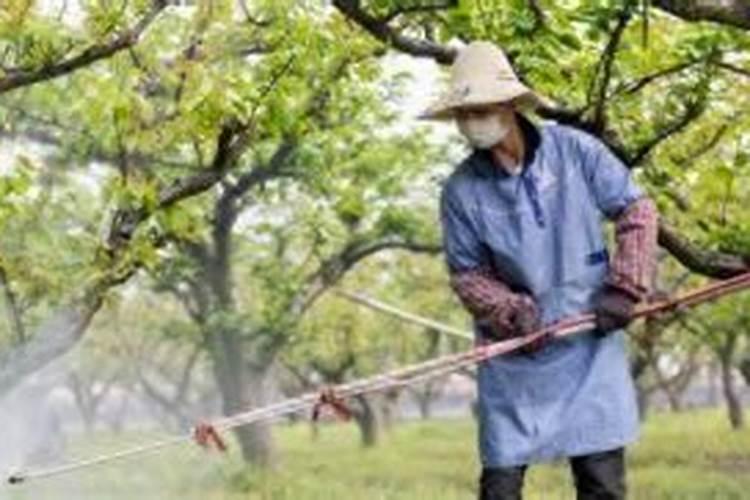 农药杀菌剂喷施,需要注意什么？