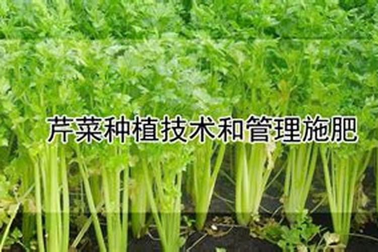 芹菜施什么肥好