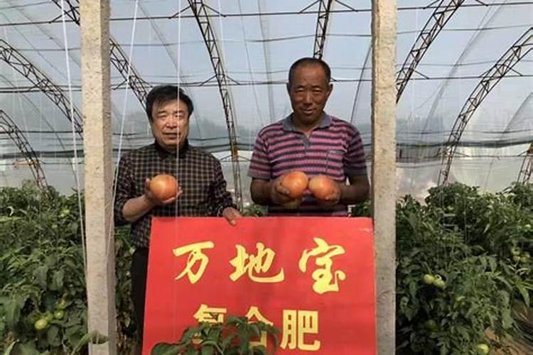 番茄膨果叶面肥效果最好的是哪种