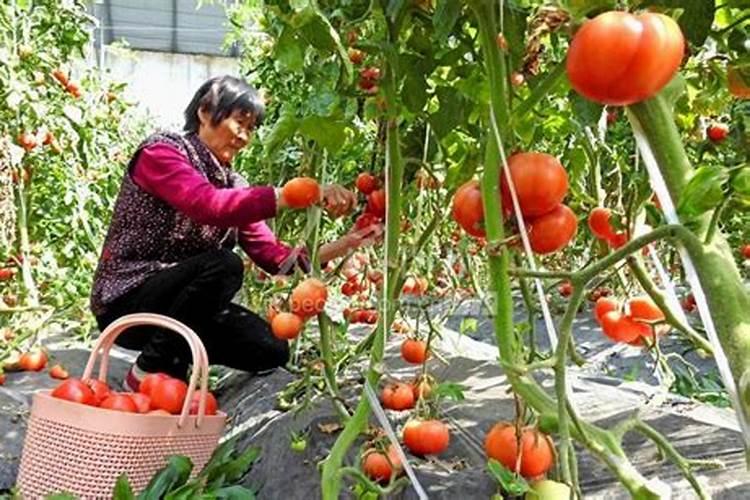 家庭七彩小番茄种植高产优质管理技术 养殖方法有哪些