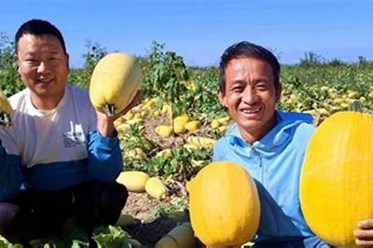 花盆里的土干了没营养了怎么办